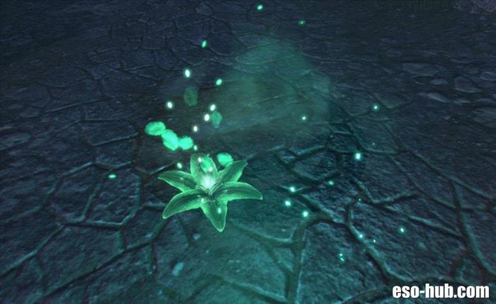 Passion Dancer Blossom Pet p2